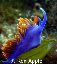 spanish shawl, back side of Santa Cruz Island, Ca. Channe... by Ken Apple 